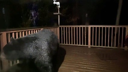 Black Bear Visits Porch in the Night