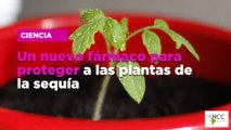 Un nuevo fármaco para proteger a las plantas de la sequía