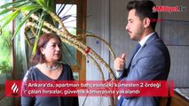 Apartman bahçesindeki ördek hırsızlığı kameralara yansıdı