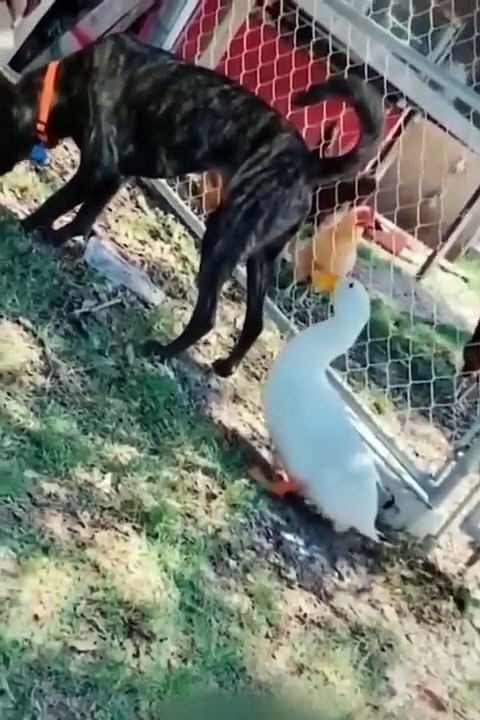 Funniest animals dog & cat
