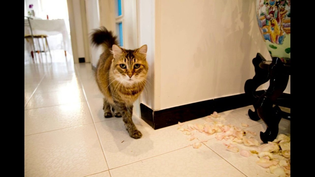 Watch These Silly Cats Get Up to Mischief in Our Top 10 Funniest Videos ...