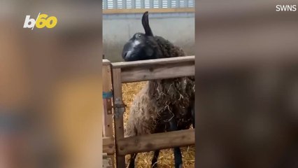 This Sheep Has Been Caught Red Hoofed Trying to Escape from Her Pen!