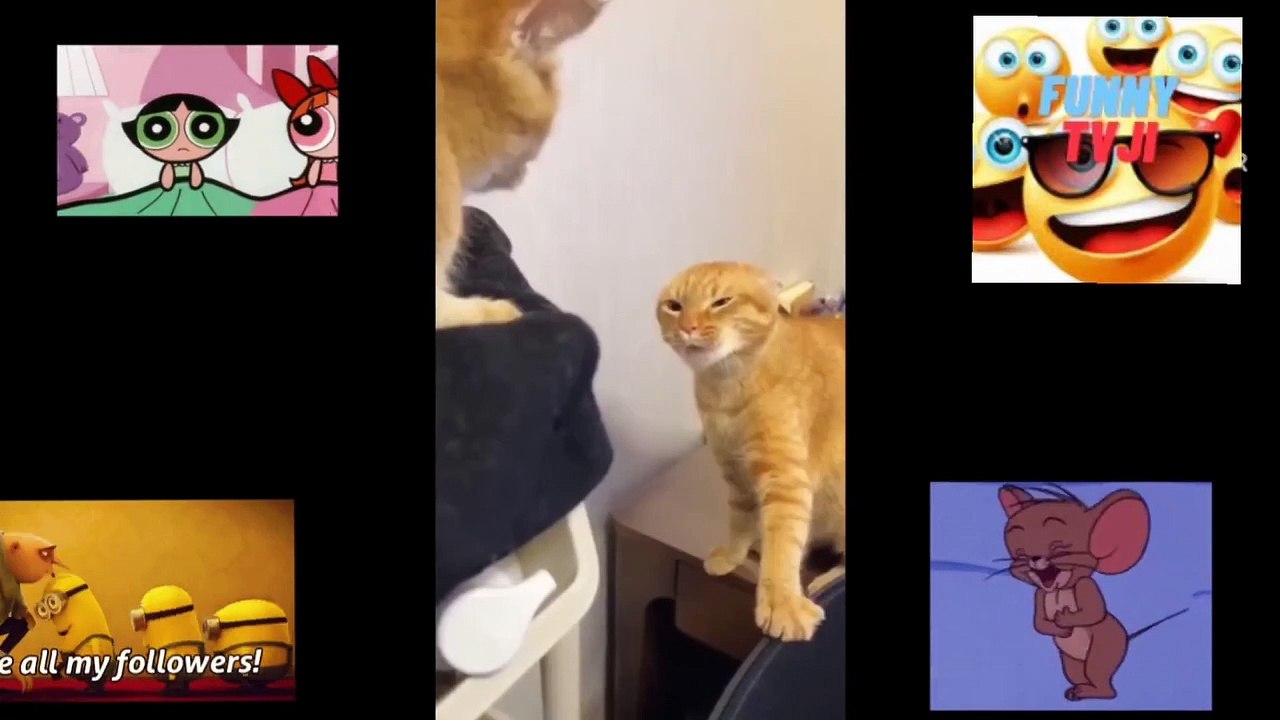 FUNNIEST FIGHTING 84