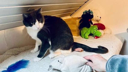 The Ultimate Cat Video Compilation: Guaranteed to Make You Laugh!