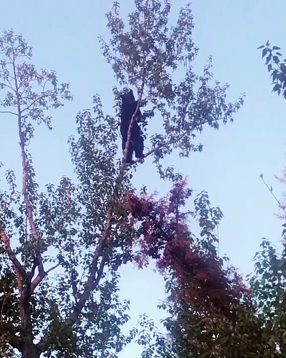 Black Bear Sighted in Tree