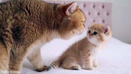 Cat William carefully checks his kitten named Monroe. Is she his or not_