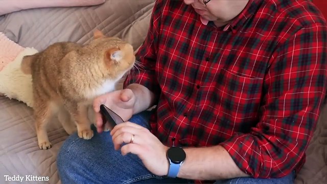 Cat William chooses toys for his kittens