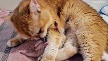 Cat Mother gives Tenderness to her little baby  9th day after birth