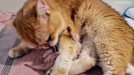 Cat Mother gives Tenderness to her little baby  9th day after birth