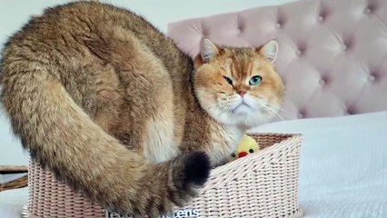 Cat William does not fit in the basket