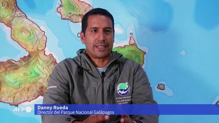 Crece en Galápagos la población de pájaro brujo en estado vulnerable