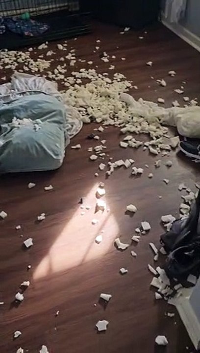 Weimaraners Make a Big Mess
