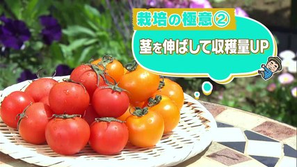 趣味の園芸🌱中玉トマトの育て方と収穫のコツ | しづか＆太陽のベジ・ガーデン