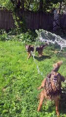 Temps pour arroser les chiens