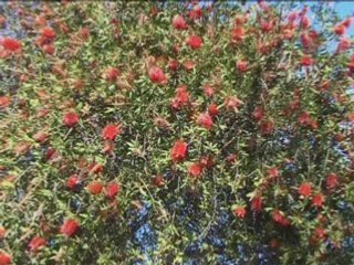 ARGENTINE  DIAPORAMA  DE  BUENOS-AIRES