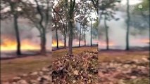 Urge modificar estrategias ambientales en Jalisco para prevenir y controlar de incendios, concluyen