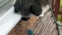 고양이는 편안함을 좋아하지 않습니다!  고양이, 새끼 고양이, 개와 함께하는 재미있는 동영상!