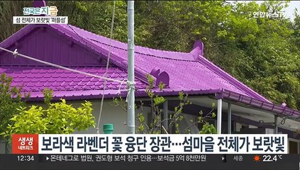 보랏빛 매력 '퍼플섬'…라벤더 꽃물결 '넘실'