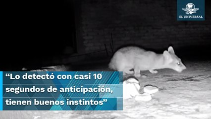 ¿Presintió el temblor? Así reaccionó un cacomixtle segundos antes del sismo del 10 de mayo