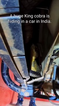 A huge King cobra hiding in a car in India, safely rescued and released!