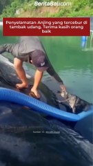 Penyelamatan Anjing yang tercebur di tambak udang. Terima kasih orang baik