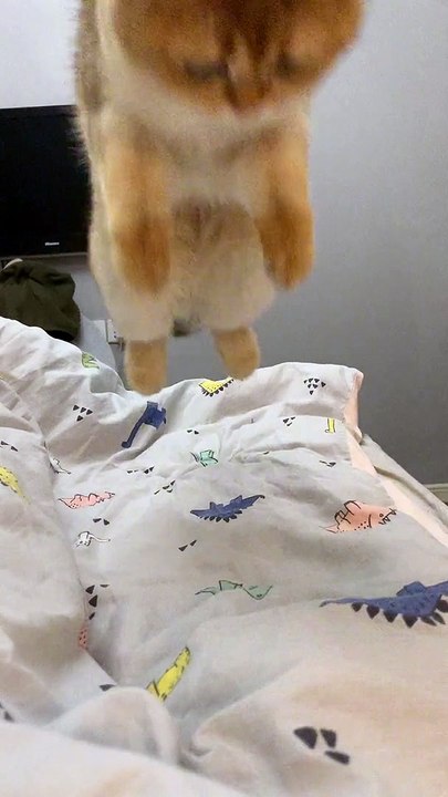 Cat Funny