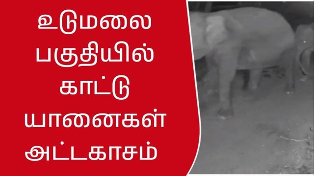 உடுமலை: விளை நிலத்தில் காட்டு யானைகள் அட்டகாசம்