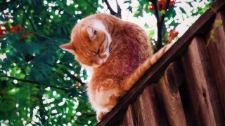 Cute Cat _ Kitten _ Sleeping _ feline _ Big eyes _ Free HD Videos - footage(720P_HD)