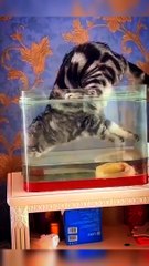 It doesn’t matter how you need to dodge, the main thing is to drink and the aquarium!