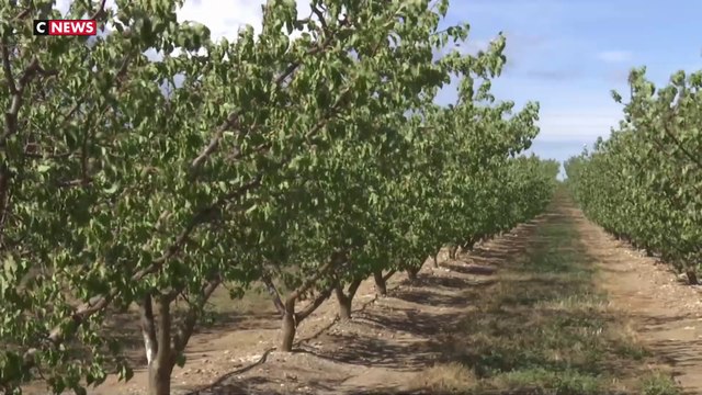 Sécheresse : les Pyrénées-Orientales en situation de crise