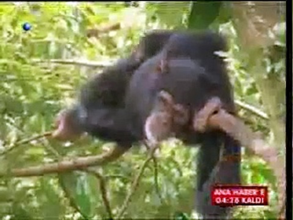 KANAL D 29 NİSAN 2008 REKLAM KUŞAĞI