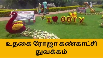 உதகை ரோஜா கண்காட்சி துவக்கம் - குவிந்த சுற்றுலா பயணிகள்!