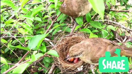 Parent Birds Rescue Babies From Ants Attack II best video world
