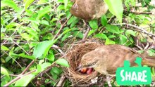 Parent Birds Rescue Babies From Ants Attack II best video world