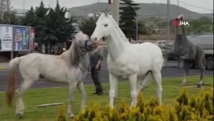 Başıboş at yol üzerinde gördüğü maketleri gerçek sanıp dakikalarca oynadı