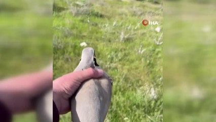 Yaralı bulduğu kekliğin tedavisini yaptıktan sonra doğaya saldı