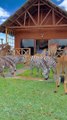 cute animals zebra horse giraf #animal #cute #shortvideo #animals #shorts #reels