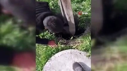 Mantar toplamaya gittiler gördüklerine inanamadılar