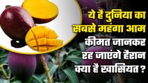 Most Expensive Mangoes : World का सबसे महंगा  Mango, कीमत सुनकर उड़ जाएंगे होश | वनइंडिया हिंदी