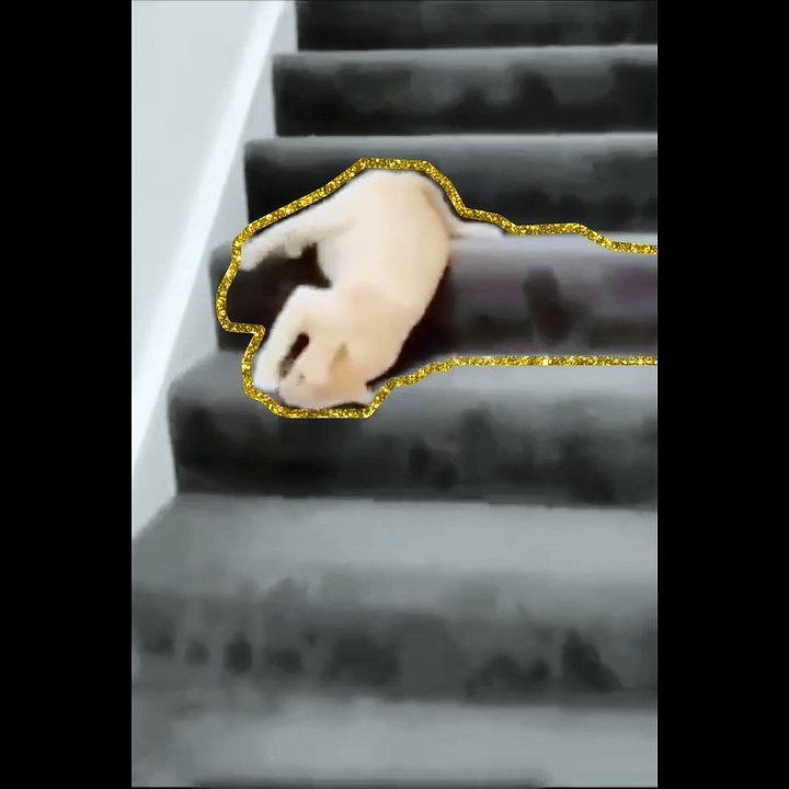 Funny cat videos