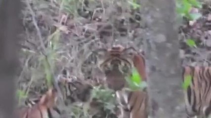 सोहागपुर: बाघिन के साथ अठखेलियां करते शावक का वीडियो हुआ वायरल