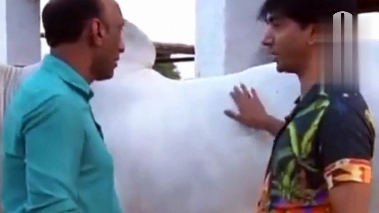 Beal ko kharedne kelhe albela aae goga ke pass muzaya video