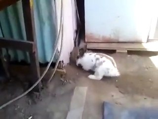 rabbit saving a cat who couldn’t find its way out