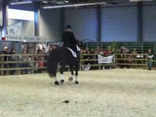 Flanders Horse Expo