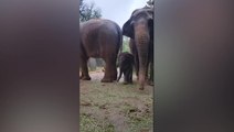 Adorable three-month-old baby elephant ‘sings’ in the rain at Texas zoo