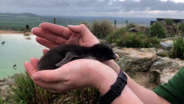 UK’s largest zoo celebrates ‘baby boom’ with new births of endangered horses and penguins