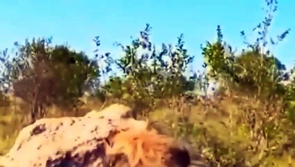 Great! Warthog's Fierce Revenge For Leopard For Daring To Attack Baby Warthog