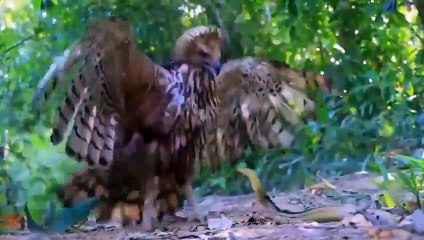 OMG! Angry Eagle Takes A Cruel Hand With Snake To Save The Eggs