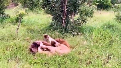 Poor Hyena! Hyena Cannot Stand Alone Against The Hungry Lions.
