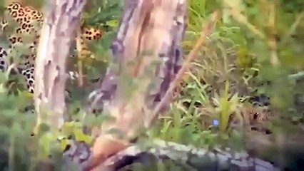 Poor Leopard! Leopard Failed Miserably To Attack Crocodile